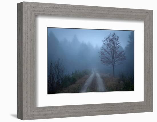 Spring Fog-Patrick Zephyr-Framed Photographic Print