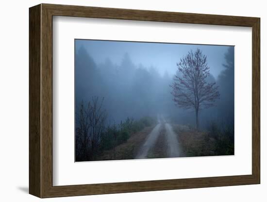 Spring Fog-Patrick Zephyr-Framed Photographic Print