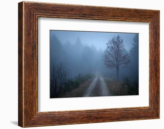 Spring Fog-Patrick Zephyr-Framed Photographic Print