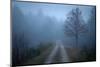 Spring Fog-Patrick Zephyr-Mounted Photographic Print