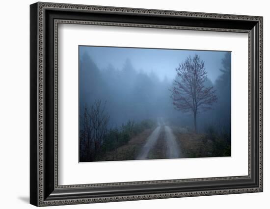 Spring Fog-Patrick Zephyr-Framed Photographic Print