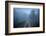 Spring Fog-Patrick Zephyr-Framed Photographic Print