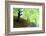 Spring Foliage-Herb Dickinson-Framed Photographic Print