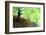 Spring Foliage-Herb Dickinson-Framed Photographic Print