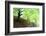 Spring Foliage-Herb Dickinson-Framed Photographic Print