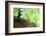 Spring Foliage-Herb Dickinson-Framed Photographic Print