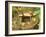 Spring for Tea Ceremony, Ryanji Temple, Kyoto, Japan-Rob Tilley-Framed Photographic Print