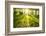 Spring Forest-g_peshkova-Framed Photographic Print