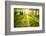 Spring Forest-g_peshkova-Framed Photographic Print