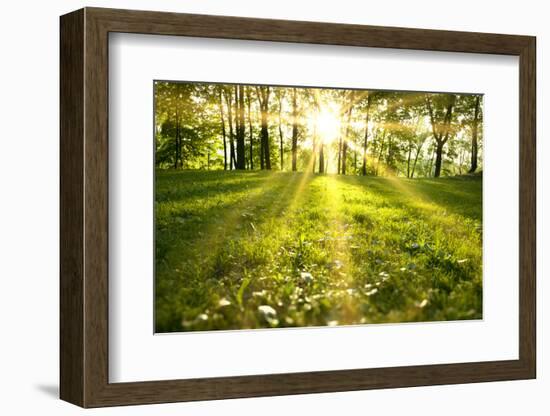 Spring Forest-g_peshkova-Framed Photographic Print