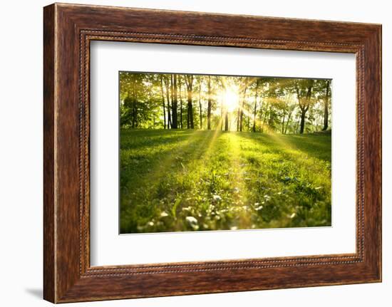 Spring Forest-g_peshkova-Framed Photographic Print