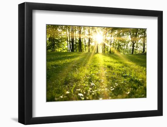 Spring Forest-g_peshkova-Framed Photographic Print