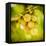 Spring Fruit-Jessica Rogers-Framed Premier Image Canvas