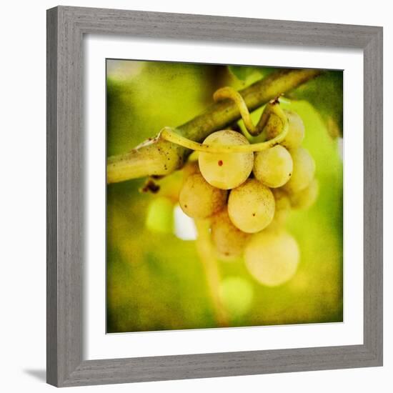 Spring Fruit-Jessica Rogers-Framed Giclee Print