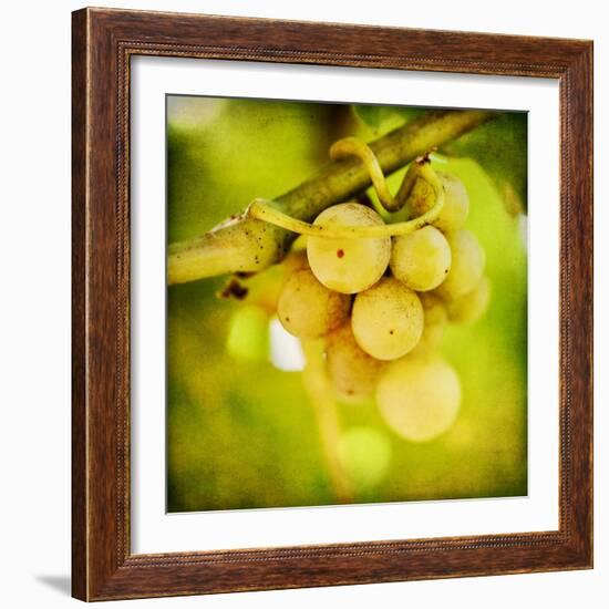 Spring Fruit-Jessica Rogers-Framed Giclee Print