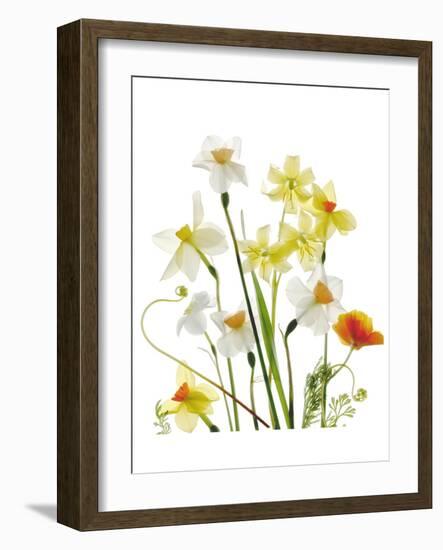 Spring Garden II-Judy Stalus-Framed Art Print