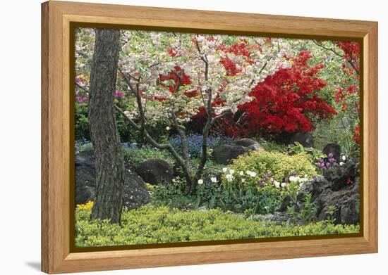 Spring Garden with Red Leaves on Tree and Blossom-Michael Freeman-Framed Premier Image Canvas