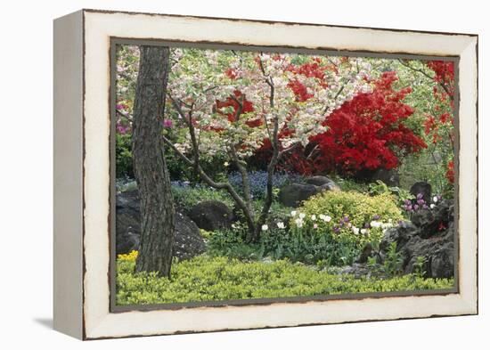 Spring Garden with Red Leaves on Tree and Blossom-Michael Freeman-Framed Premier Image Canvas