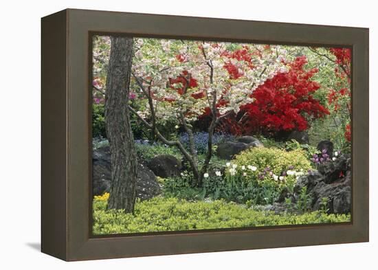 Spring Garden with Red Leaves on Tree and Blossom-Michael Freeman-Framed Premier Image Canvas