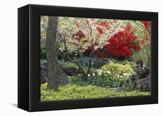 Spring Garden with Red Leaves on Tree and Blossom-Michael Freeman-Framed Premier Image Canvas