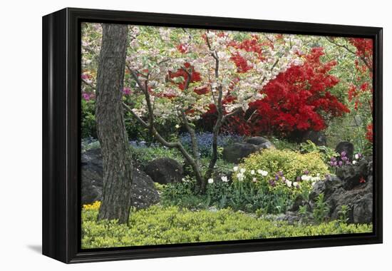 Spring Garden with Red Leaves on Tree and Blossom-Michael Freeman-Framed Premier Image Canvas