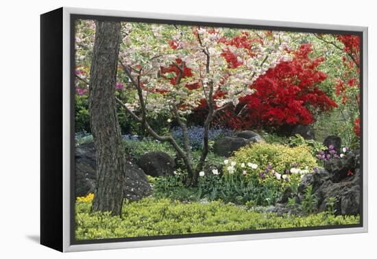 Spring Garden with Red Leaves on Tree and Blossom-Michael Freeman-Framed Premier Image Canvas