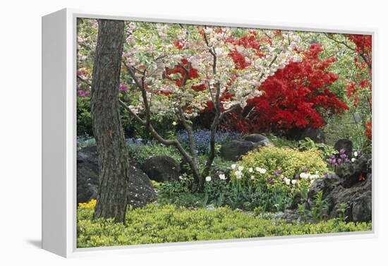 Spring Garden with Red Leaves on Tree and Blossom-Michael Freeman-Framed Premier Image Canvas