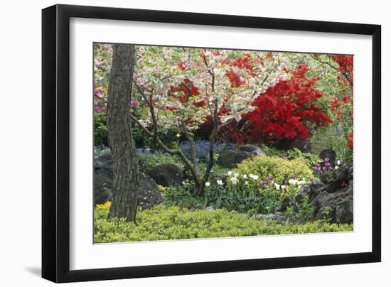 Spring Garden with Red Leaves on Tree and Blossom-Michael Freeman-Framed Photographic Print