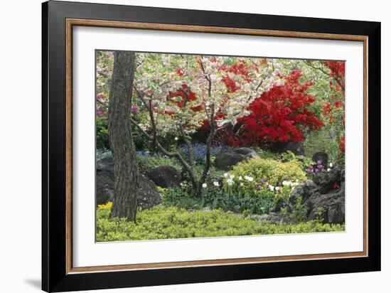 Spring Garden with Red Leaves on Tree and Blossom-Michael Freeman-Framed Photographic Print