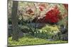 Spring Garden with Red Leaves on Tree and Blossom-Michael Freeman-Mounted Photographic Print