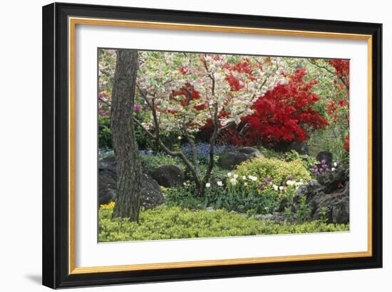 Spring Garden with Red Leaves on Tree and Blossom-Michael Freeman-Framed Photographic Print