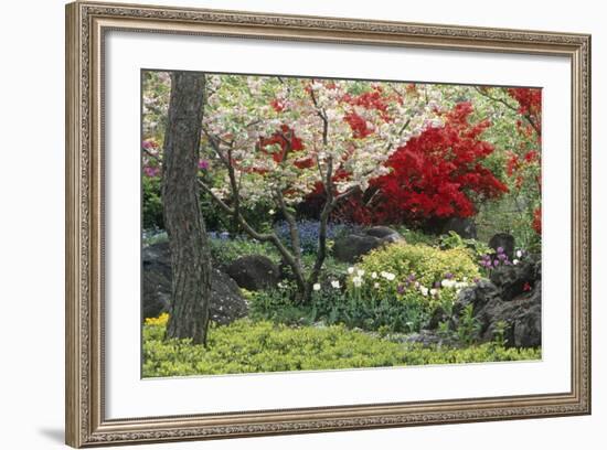 Spring Garden with Red Leaves on Tree and Blossom-Michael Freeman-Framed Photographic Print