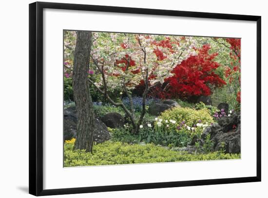 Spring Garden with Red Leaves on Tree and Blossom-Michael Freeman-Framed Photographic Print