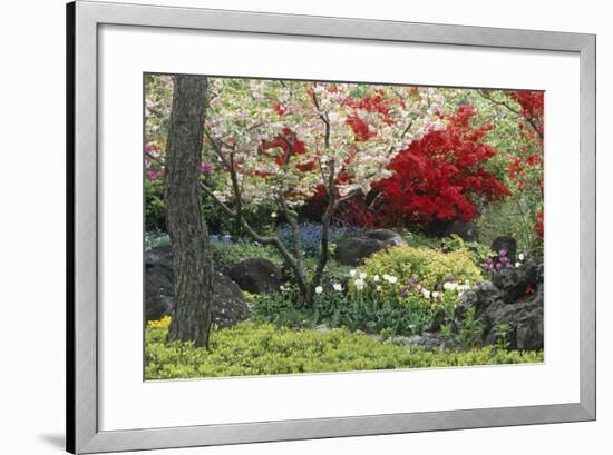 Spring Garden with Red Leaves on Tree and Blossom-Michael Freeman-Framed Photographic Print