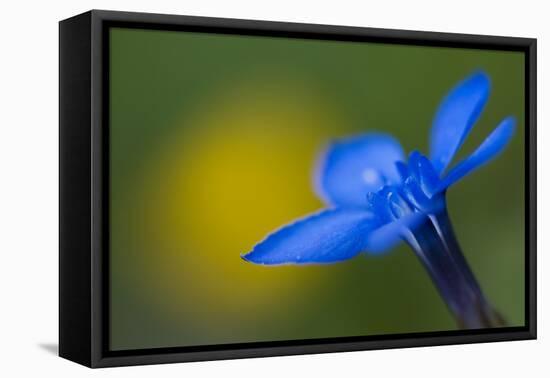 Spring Gentian (Gentiana Verna) Flower, Liechtenstein, June 2009-Giesbers-Framed Premier Image Canvas