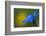 Spring Gentian (Gentiana Verna) Flower, Liechtenstein, June 2009-Giesbers-Framed Photographic Print