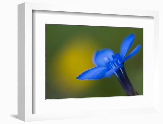 Spring Gentian (Gentiana Verna) Flower, Liechtenstein, June 2009-Giesbers-Framed Photographic Print