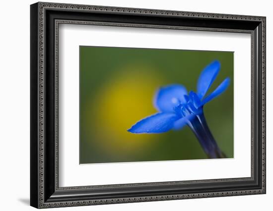 Spring Gentian (Gentiana Verna) Flower, Liechtenstein, June 2009-Giesbers-Framed Photographic Print