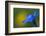 Spring Gentian (Gentiana Verna) Flower, Liechtenstein, June 2009-Giesbers-Framed Photographic Print