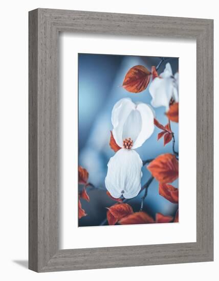 Spring Gift-Philippe Sainte-Laudy-Framed Photographic Print