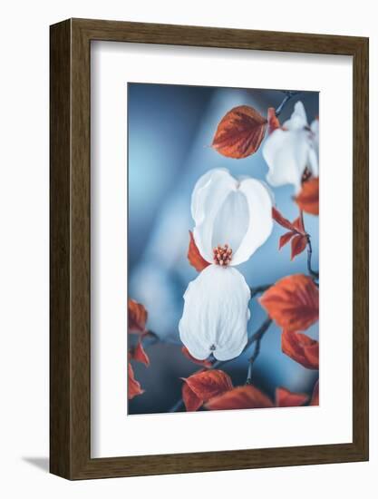 Spring Gift-Philippe Sainte-Laudy-Framed Photographic Print