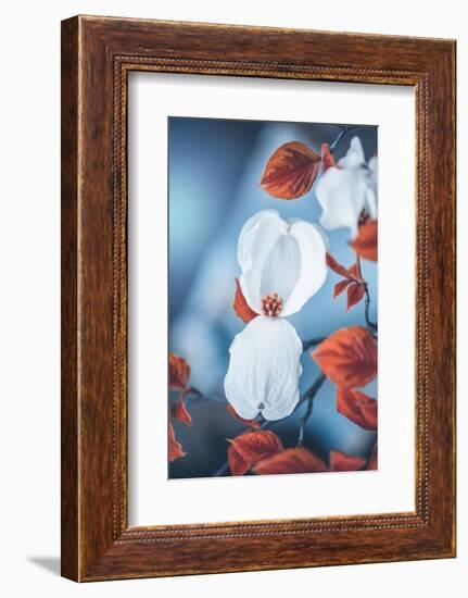 Spring Gift-Philippe Sainte-Laudy-Framed Photographic Print