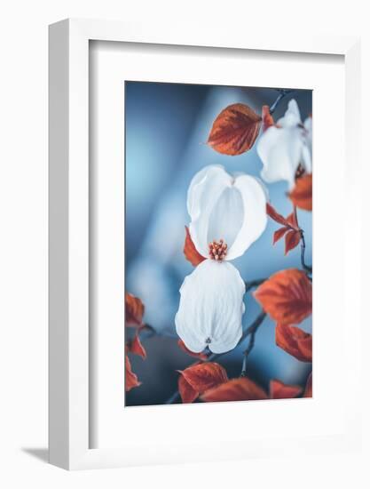 Spring Gift-Philippe Sainte-Laudy-Framed Photographic Print