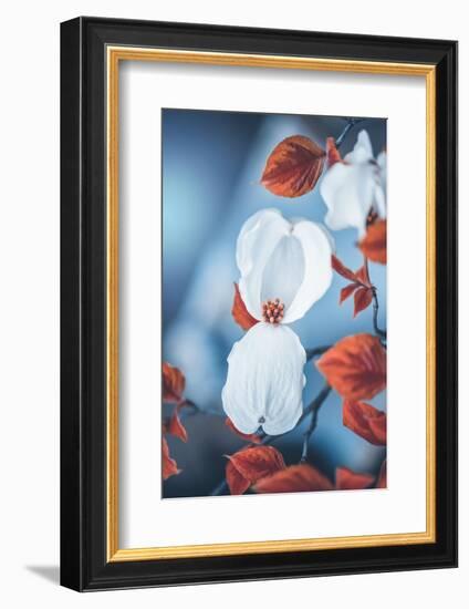 Spring Gift-Philippe Sainte-Laudy-Framed Photographic Print