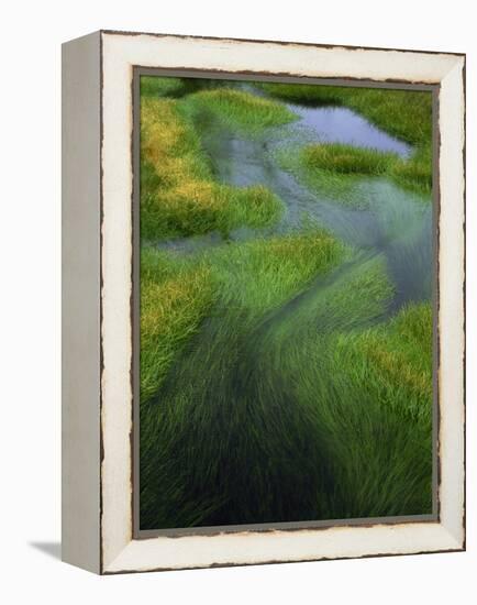 Spring Grasses in Calm Stream, Yellowstone National Park, Wyoming, USA-Jerry Ginsberg-Framed Premier Image Canvas