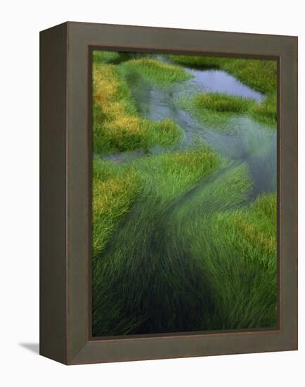 Spring Grasses in Calm Stream, Yellowstone National Park, Wyoming, USA-Jerry Ginsberg-Framed Premier Image Canvas