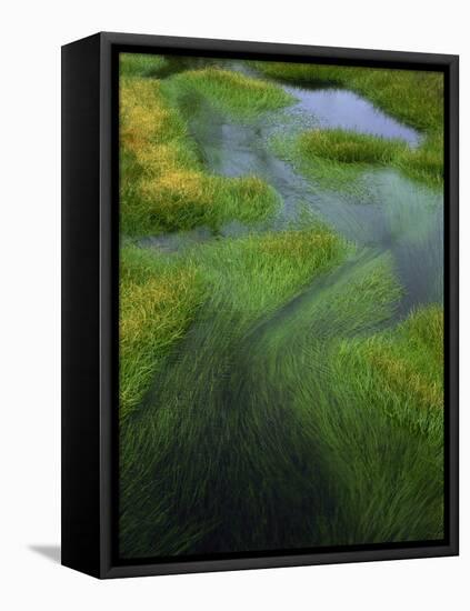 Spring Grasses in Calm Stream, Yellowstone National Park, Wyoming, USA-Jerry Ginsberg-Framed Premier Image Canvas