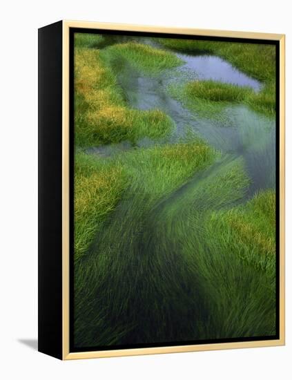 Spring Grasses in Calm Stream, Yellowstone National Park, Wyoming, USA-Jerry Ginsberg-Framed Premier Image Canvas