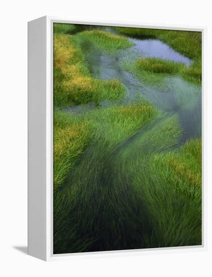 Spring Grasses in Calm Stream, Yellowstone National Park, Wyoming, USA-Jerry Ginsberg-Framed Premier Image Canvas