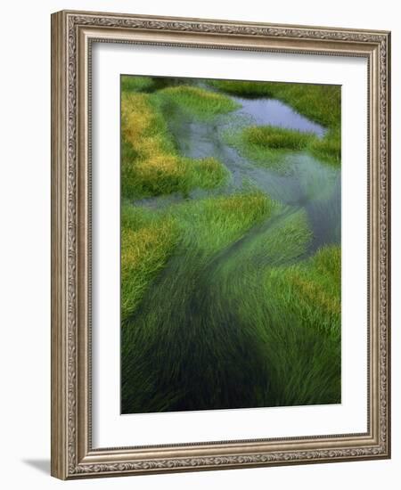 Spring Grasses in Calm Stream, Yellowstone National Park, Wyoming, USA-Jerry Ginsberg-Framed Photographic Print